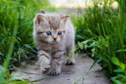 猫咪影视, 宠物娱乐新趋势-打造专属猫咪的电影时光