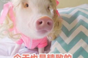 猪猪影视,高清影视观看新体验-使用技巧与优化指南
