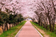 温泉屋的小老板娘：如何在樱花盛开时节抓住浪漫与商机？