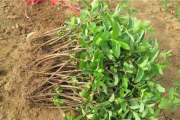 金银花（菊内留香）txl种植与功效解析