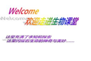 《火影忍者》动漫角色塑造与故事情节解析