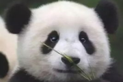 熊猫电影网,观影新选择-高效搜索与优化体验解析