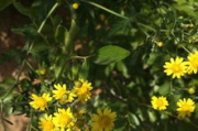 【影视推荐】野花影视：高清完整版，免费在线观看新体验！