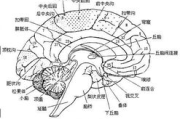 最强大脑,科学训练方法-提升记忆力与思维能力的全面解析