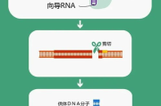 测年龄软件应用解析-功能特点与选择指南