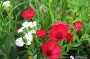 野花种植技巧，打造自然花园-详细步骤与养护指南