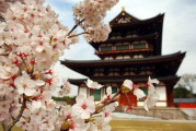 航海王在线观看樱花篇解析-精彩剧情与观看指南