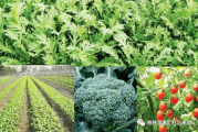 有机蔬菜种植,家庭菜园绿色生活实践-健康饮食解决方案解析