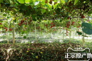 免费野花视频直播平台，探索自然之美-观看指南
