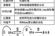 布洛芬 vs 对乙酰氨基酚-药物作用与使用差异分析