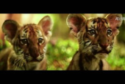 大猫恐怖电影网,探索恐怖电影的世界-观影指南