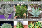 大尺寸小黄说字多肉植物，办公室绿化的时尚之选-如何挑选与养护