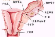 体内变化解析-男性生殖健康揭秘
