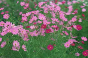 日本野花种类植物图鉴, 高清图片免费下载-自然之美尽收眼底