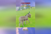小毛驴影视：2025年网络观影新风尚