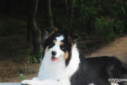 揭秘犬类智慧：十大聪明犬排名及特点分析