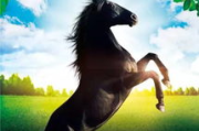 马酷电影网,高清电影观看平台-全方位观影体验解析