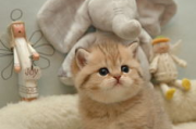 磁力猫：探索2025年猫咪互动新趋势