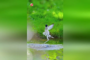 鸟类摄影的魅力