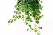 植物大战僵尸2, 全新植物与僵尸-高效策略布局指南