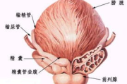 60左右男性性需求解析-健康与和谐的性生活指南