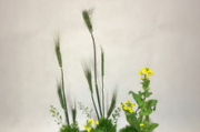 【探索自然之美】2025年最新！野花日本大全：一次说尽的日式花艺之美