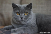 蓝猫免费观看电影网站，高清观影新选择-安全观影指南