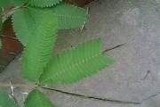 含羞草影视，优化观影体验-高效使用指南
