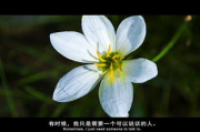 水仙电影网，高清电影在线观看新选择-平台特色与观影指南