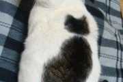 黑猫电影网,观影新体验-网络电影平台的优势解析