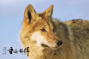 【深度解析】狼群西瓜视频：2025年的网络迷思与真相探究