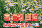 【影视探秘】野花影视大全：如何在2025年享受免费高清盛宴？
