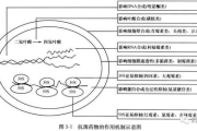 布洛芬与对乙酰氨基酚效果对比-药物选择指南