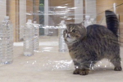 猫咪电影网,探索猫咪的趣味世界-平台使用指南
