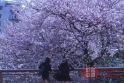免费观看樱花影视大全《吞噬星空》- 高清影视资源解析