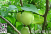 蜜汁青梅,夏日消暑饮品制作方法解析