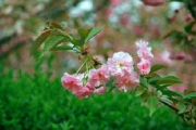 春暖花开,赏花攻略与摄影技巧解析
