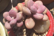 蜜汁肉桃，传统与创新-现代食谱解析