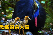 探究人禽杂交传闻：网络流言背后的真相与科学解读