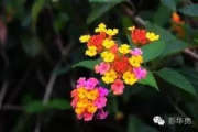 【深度解析】野花高清在线观看：免费的诱惑与潜在风险