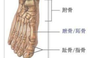 探讨人类的五指（趾）之谜：手脚为什么都是五个指（趾）头？