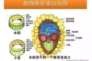 2025年：探秘眼科难题——胬肉的临床治疗与预防