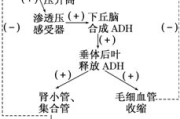荷尔蒙平衡,健康生活-调节策略全面解析