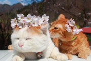 猫猫电影网,在线观影新选择-平台特色与使用攻略