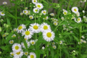 【深度解析】野花社区2019最新视频：隐私与版权的边界探讨