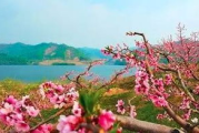 桃花盛开季节,旅游攻略与摄影技巧解析-春季出行必备