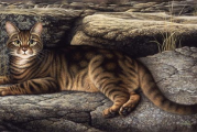 磁力猫(TorrentKitty)使用指南与安全解析