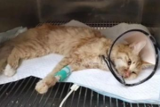 磁力猫（Torrent Kitty）使用指南与优化搜索技巧