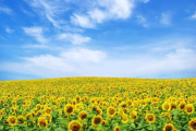 【揭秘】野花视频：高清电视的免费观看之道，真的可信吗？