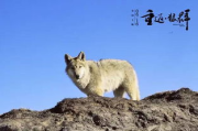 狼群影视，多样化的观影选择-探索高品质影视资源平台